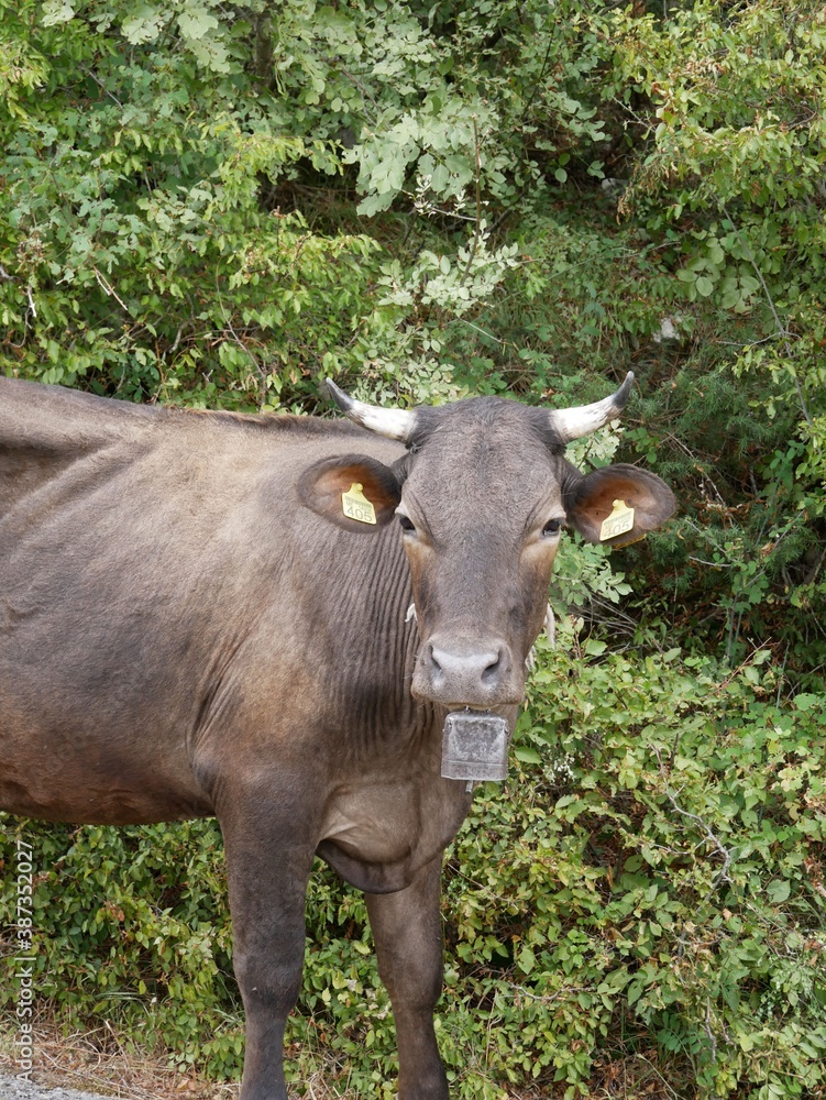 A dark brown bull stands against a background of green foliage A dark brown bull stands against a background of green foliage