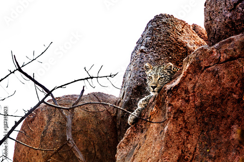 Leopard watching from a boulder in Kruger National park  South Africa   Specie Panthera pardus family of Felidae