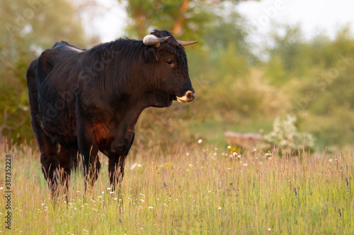 Fotografi Heck cattle (Bos primigenius f