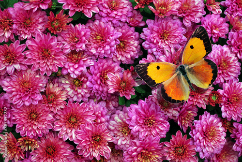 pink chrysanthemum and colorful orange butterfliy texture background. top view. autumn flowers photo