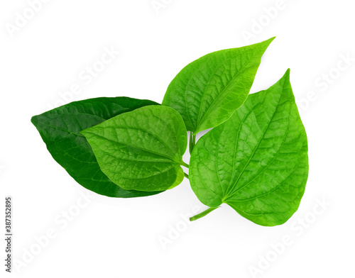 Foto Green Piper betel leaf isolated on the white background