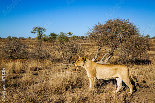 African lioness stalking in the bush in Kruger National park  South Africa   Specie Panthera leo family of Felidae
