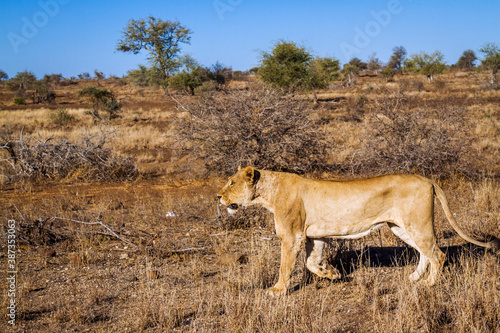 African lioness stalking in the bush in Kruger National park, South Africa ; Specie Panthera leo family of Felidae