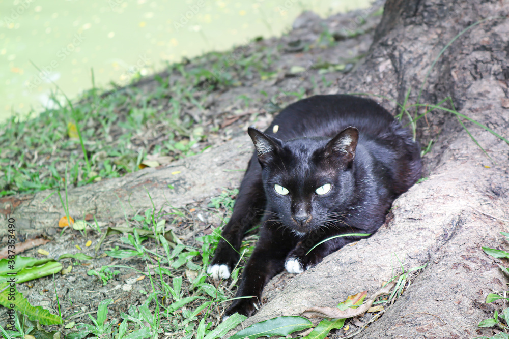 black cat on grass black cat on grass