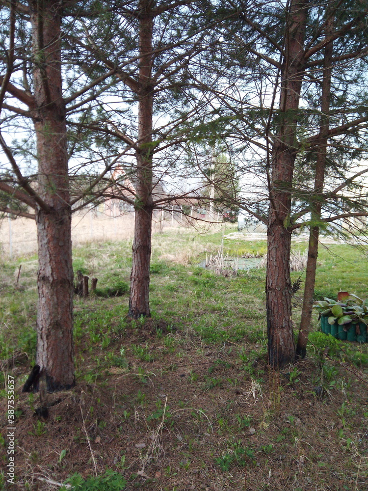 Fototapeta premium Pines and fir with crossed roots