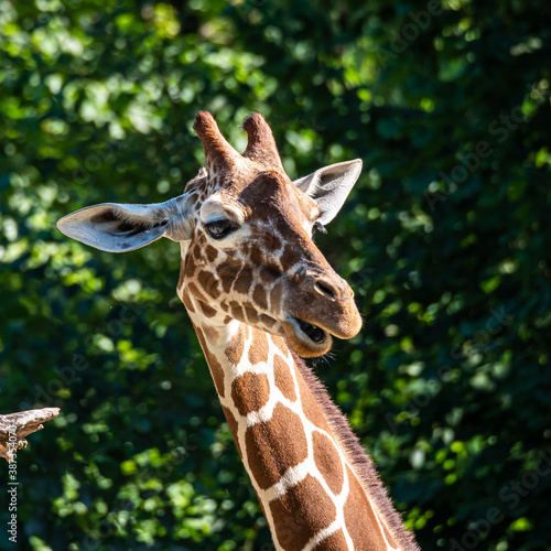 The giraffe  Giraffa camelopardalis is an African mammal