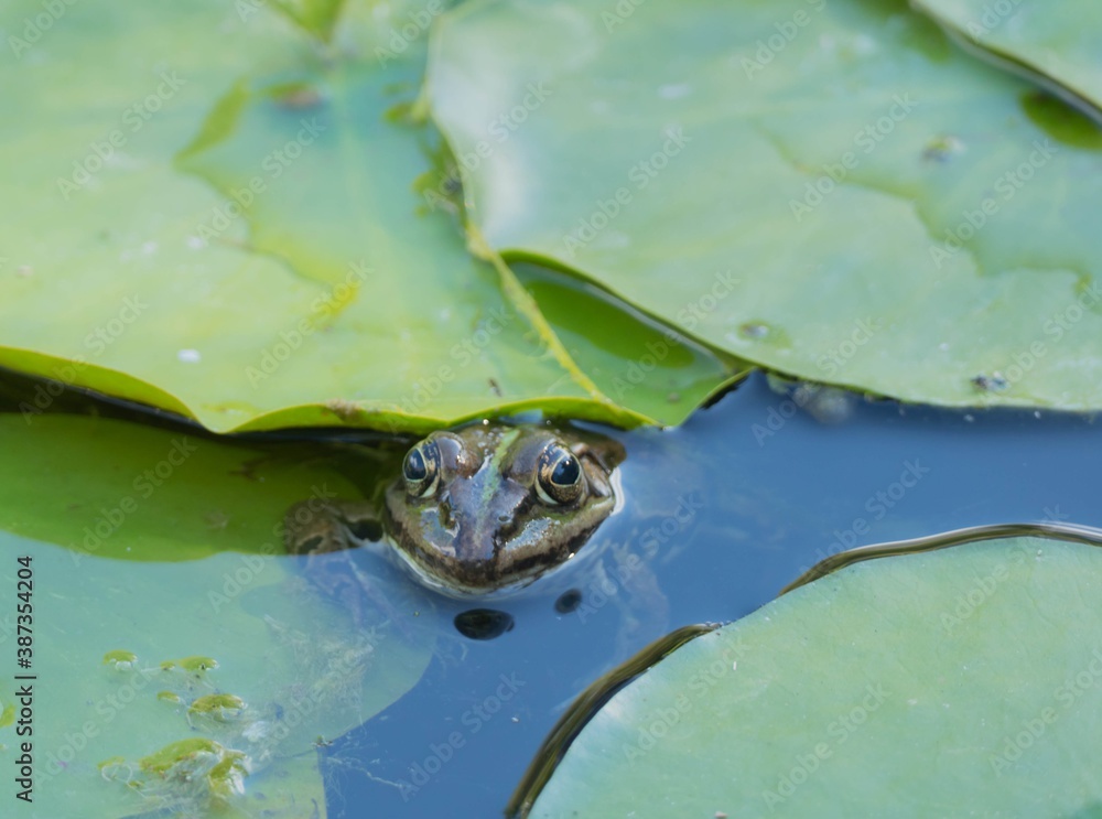 Frosch guckt aus Wasser
