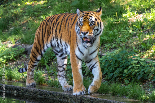 The Siberian tiger Panthera tigris altaica in a park