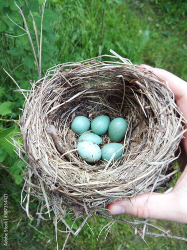 Left birds nest with eggs