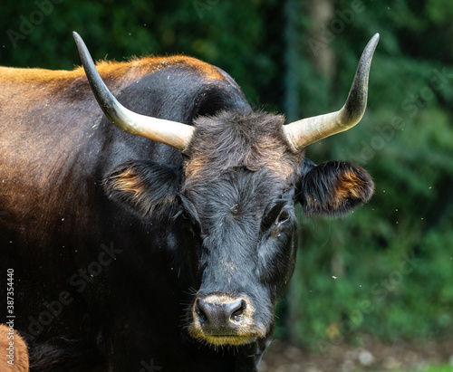 Fényképezés Heck cattle, Bos primigenius taurus or aurochs in the zoo