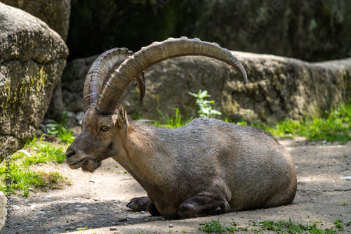 Male mountain ibex or capra ibex on a rock