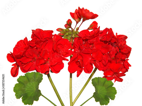 Red flowers of geranium and green leaf isolated on white