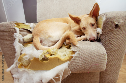 Guilty puppy dog after bite, destroy and chewing a sofa.