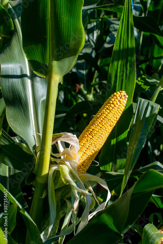 unwrapped fresh yellow corn cob surrounded with green leaves