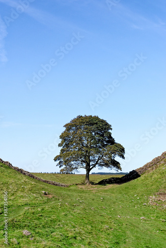 Sycamore Gap - Hadrian's Wall - Northumberland, England photo