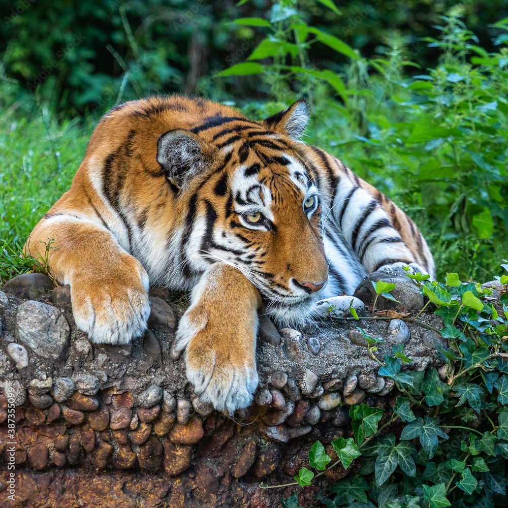 Obraz premium The Siberian tiger,Panthera tigris altaica in a park