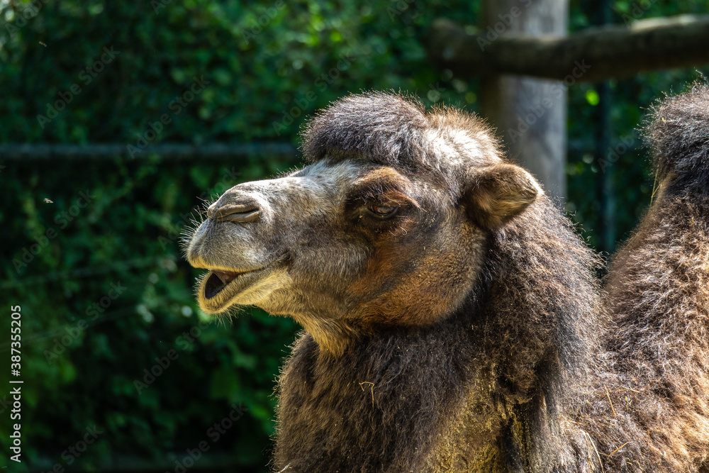 Obraz premium Bactrian camel, Camelus bactrianus in a german park