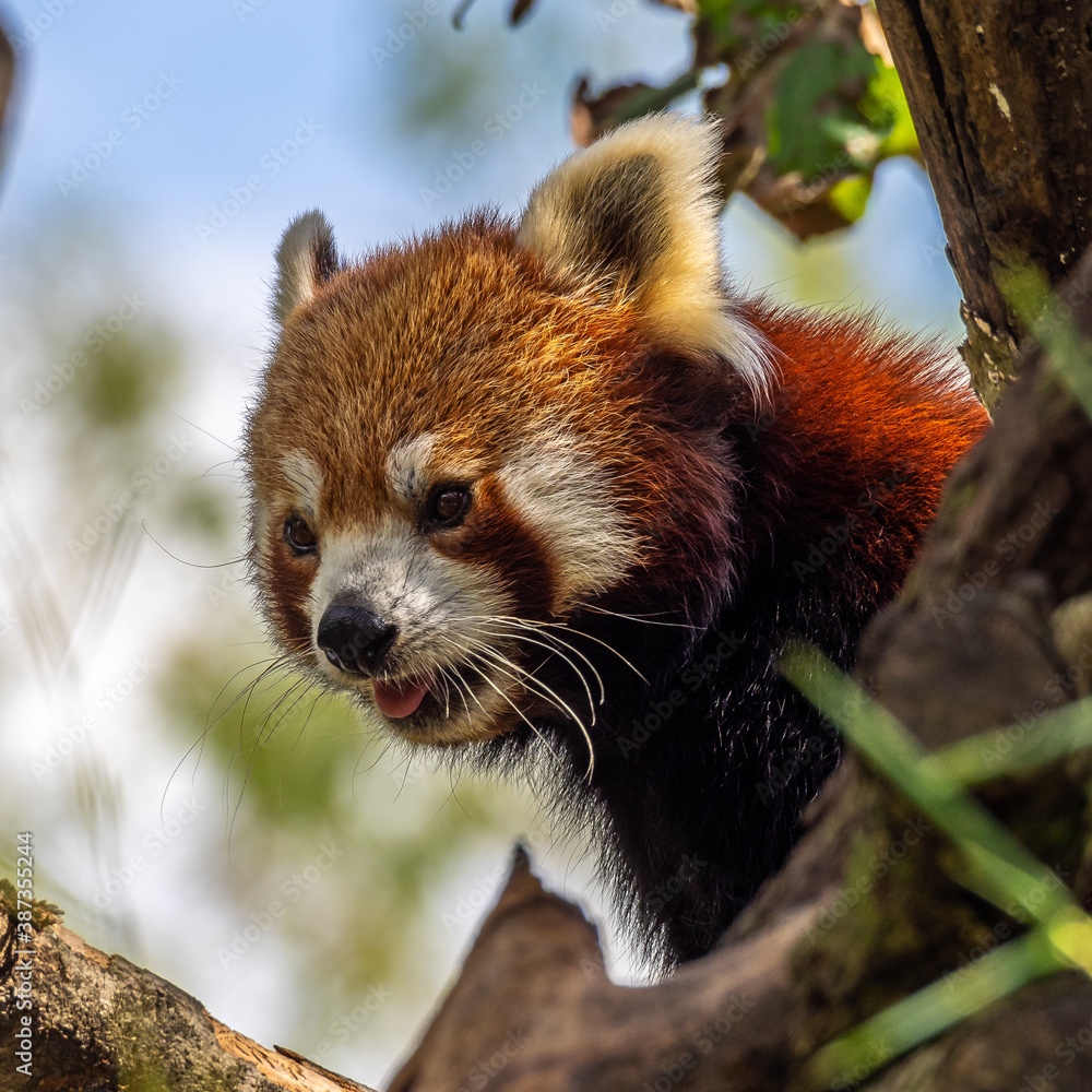 Fototapeta premium The red panda, Ailurus fulgens, also called the lesser panda.
