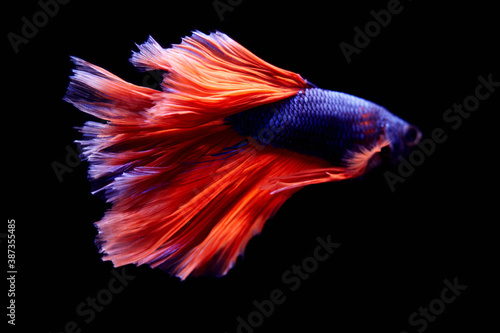 betta fish in movement on black background out focus