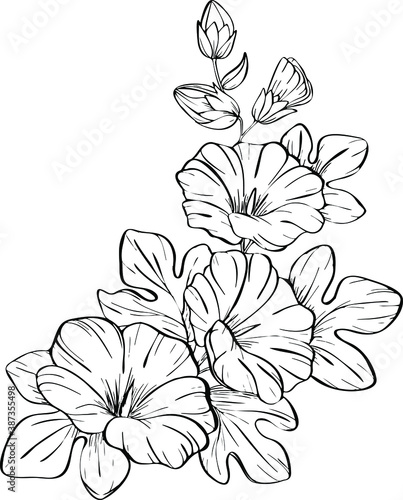 Mallow flower hand-drawn  vector drawing  black and white sketch  tattoo sketch  line illustration  graphics isolated on white background