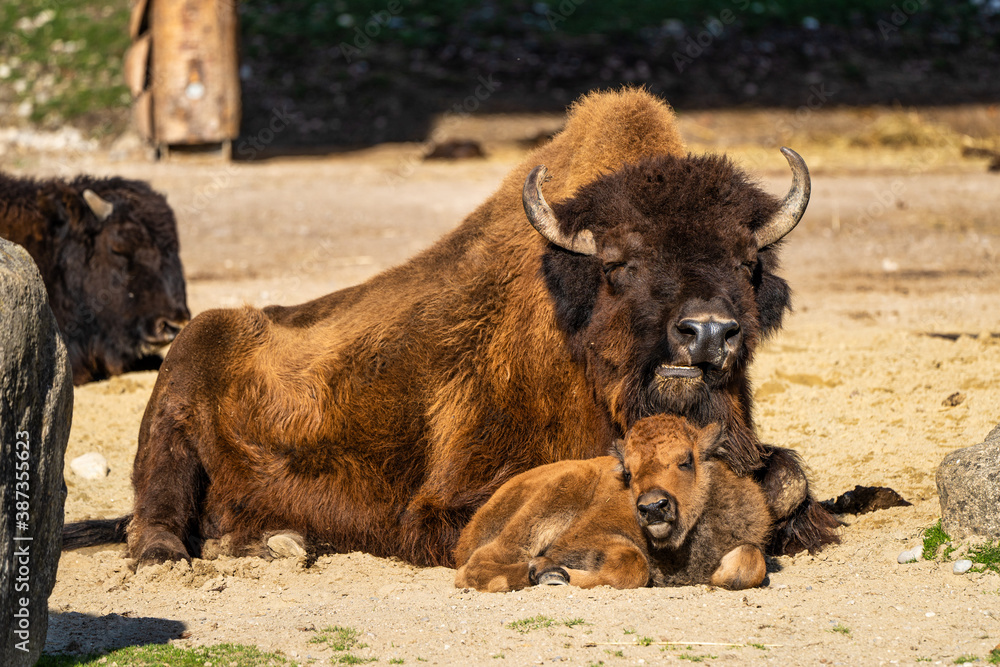 Fototapeta premium American buffalo known as bison, Bos bison in the zoo