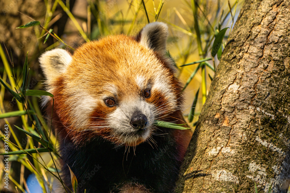 The red panda, Ailurus fulgens, also called the lesser panda. The red panda, Ailurus fulgens, also called the lesser panda.