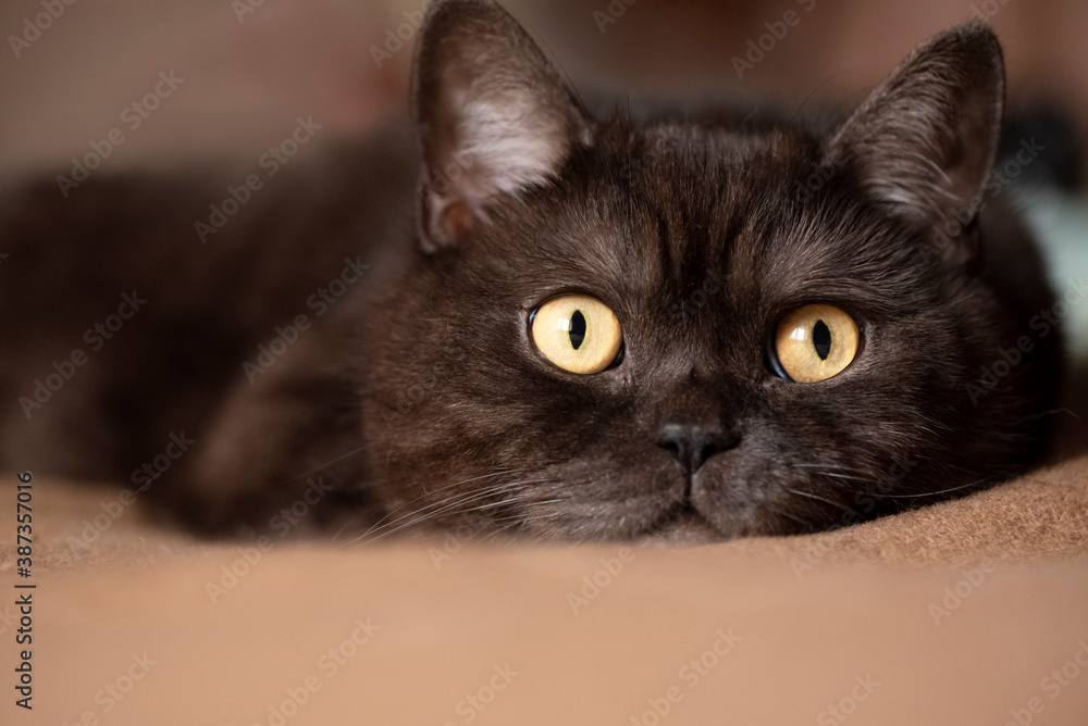 Black purebred cat with big yellow eyes lays on the blanket Black purebred cat with big yellow eyes lays on the blanket