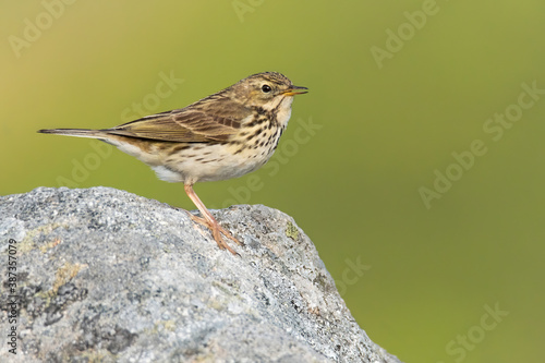 Meadow pipit (Anthus pratensis), with beautiful green coloured background. Colorful song bird with yellow feather sitting on the ground in the mountains. Wildlife scene from nature, Czech Republic