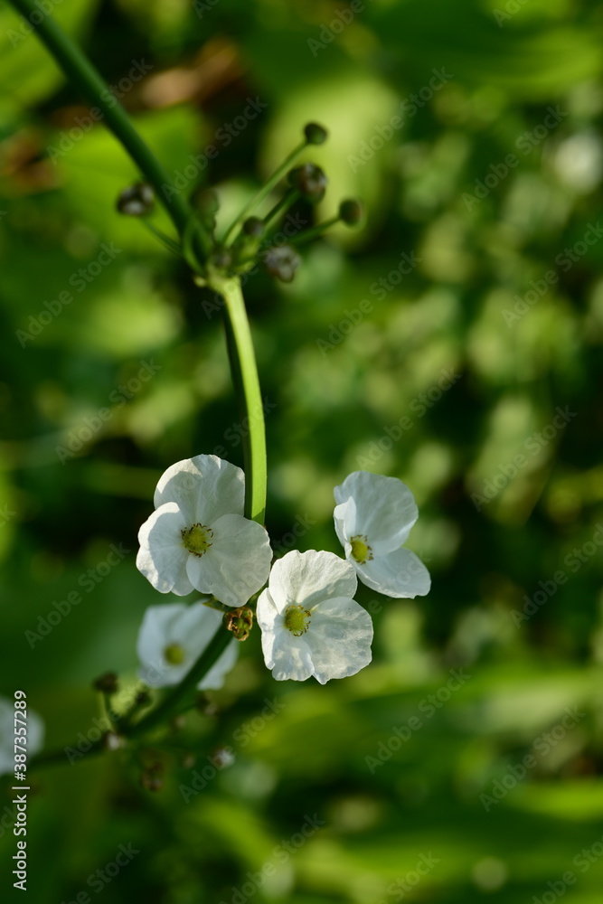 Beautiful flowers in the garden Blooming in the summer.Landscaped Formal Garden