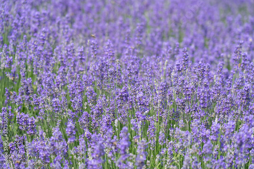 Lavender Field in a Flower Garden in Austria