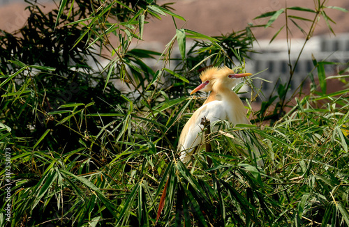 A pair of cattle egrets (Bubulcus ibis) in the nest.