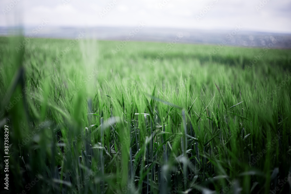Close-up natural landscape of green wheat field in rainy day.