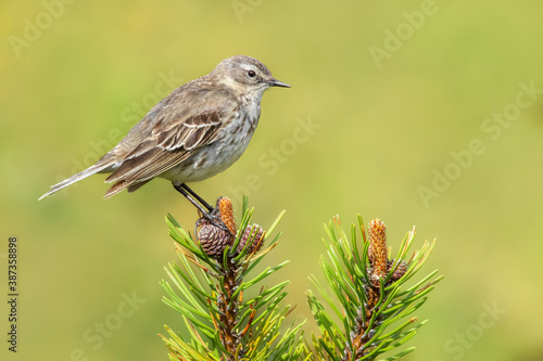 Water pipit (Anthus spinoletta), with beautiful green coloured background. Colorful song bird with yellow feather sitting on the ground in the mountains. Wildlife scene from nature, Czech Republic