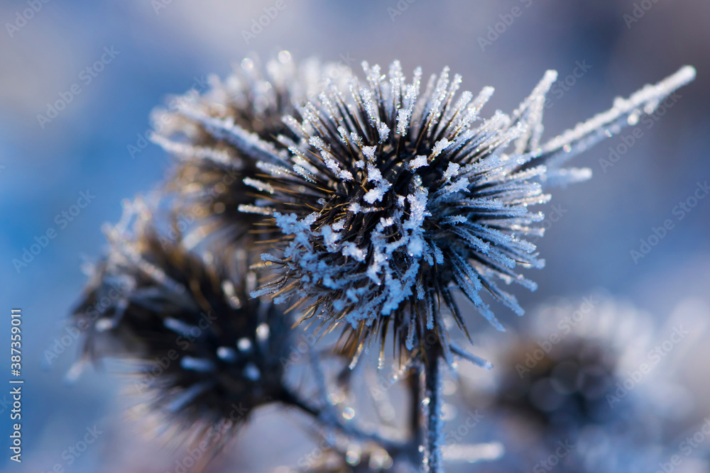 dry prickly plant covered with ice close-up background dry prickly plant covered with ice close-up background