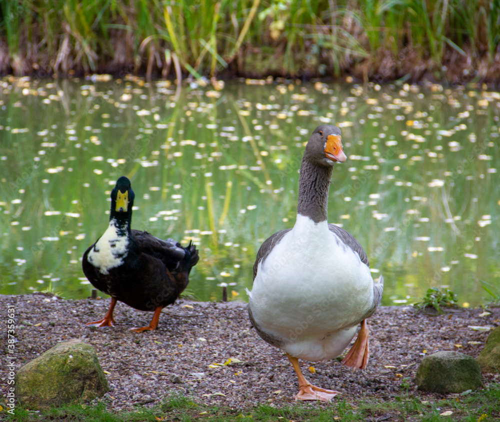 Pomeranian goose with a black duck at the pond Pomeranian goose with a black duck at the pond
