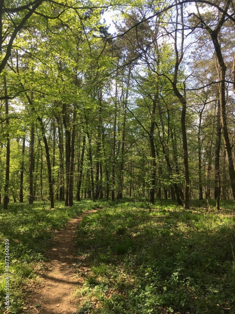 footpath in the forest