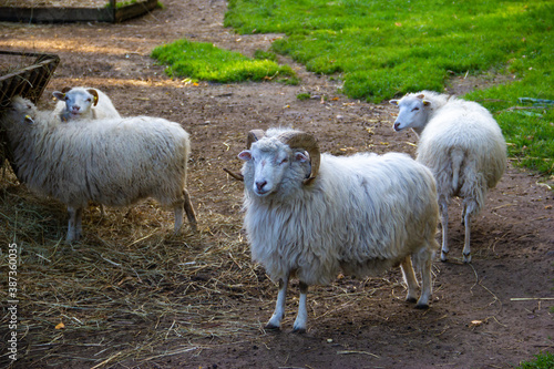 Fototapeta Naklejka Na Ścianę i Meble -  Roslags Schaf stehend im Zoo