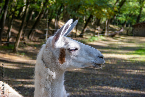 Portrait of a white lama in the wildlife park in Germany