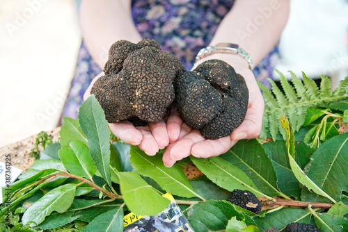 Laconi's black truffle festival, Laconi, Oristano, Sardinia, Italy photo