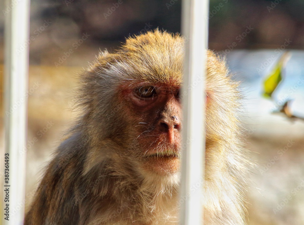 Obraz premium portrait of a macaque