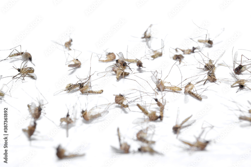 Dead Mosquito Isolated On White Dead Mosquito Isolated On White