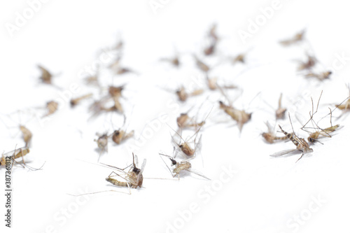 Dead Mosquito Isolated On White