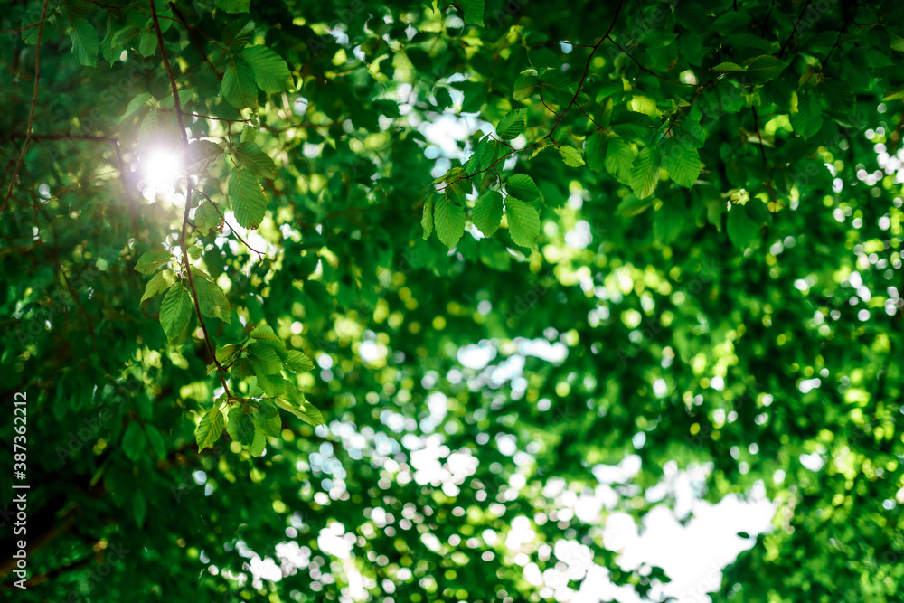Sunbeam shining through the green leaves of the tree Sunbeam shining through the green leaves of the tree
