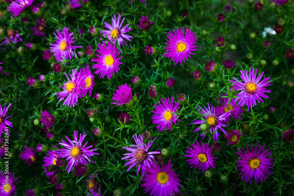 Pink aster flower blooming in the garden. Selective focus. Shallow depth of field. Pink aster flower blooming in the garden. Selective focus. Shallow depth of field.