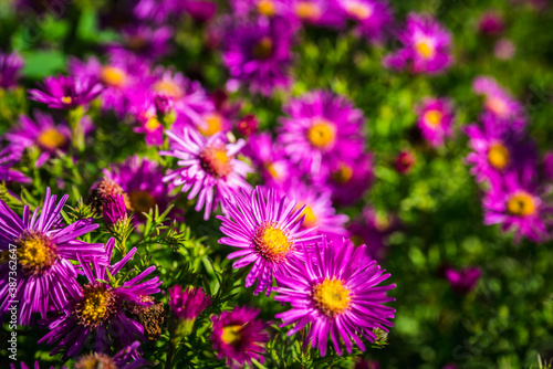 Pink aster flower blooming in the garden. Selective focus. Shallow depth of field.