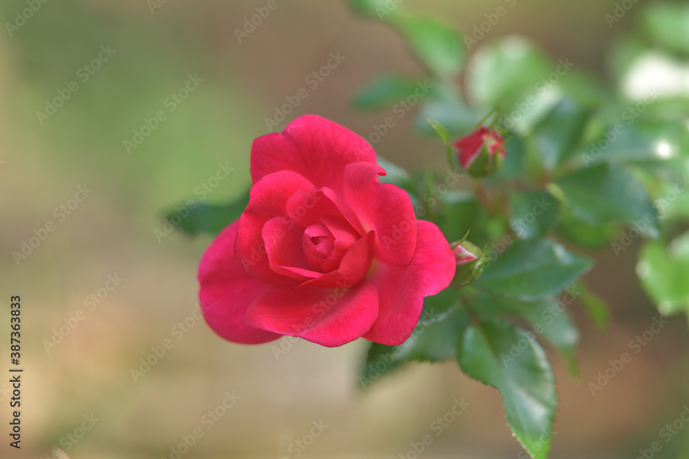 red rose in garden