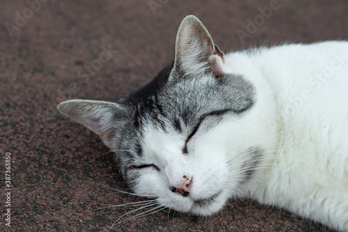 primo piano di gatto grigio e bianco photo