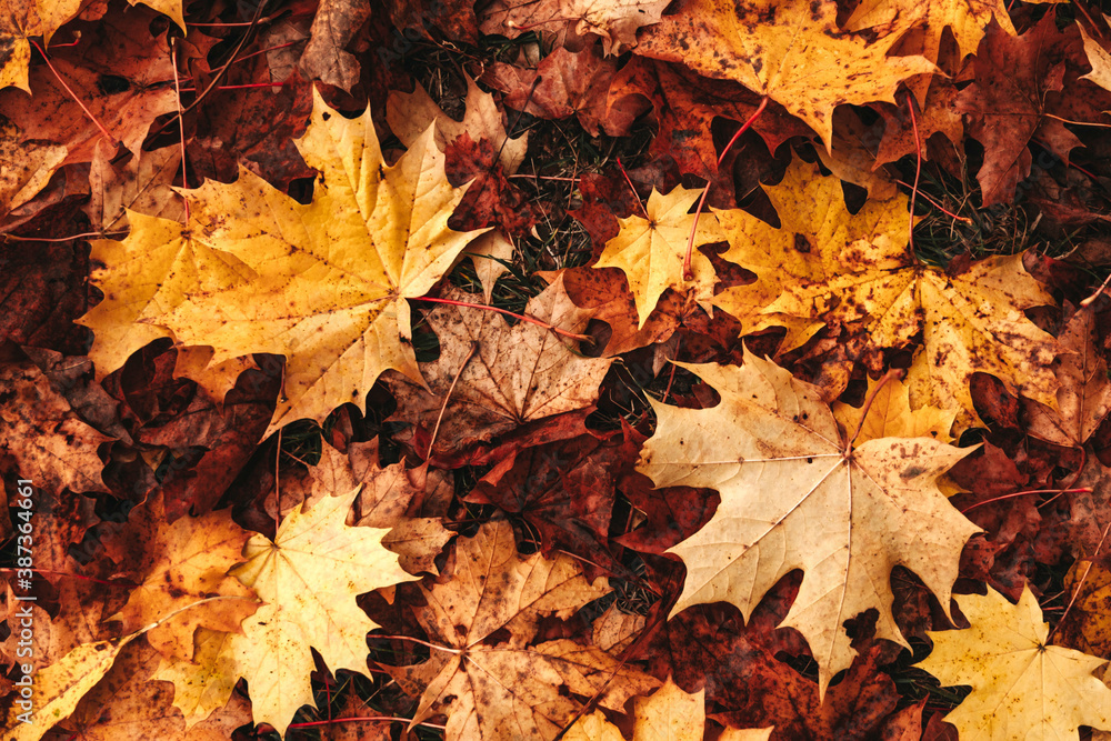 Background group autumn orange, red, yellow maple leaves. Outdoor. Background group autumn orange, red, yellow maple leaves. Outdoor.