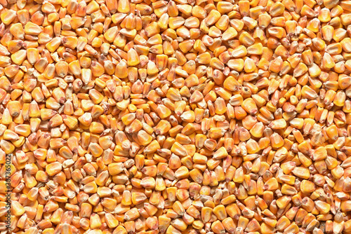 Corn grains full frame cover as background and texture