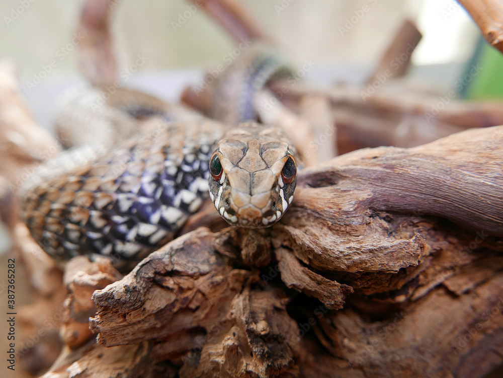 closeup of a head/eye of a snake, Malpolon monspessulanus, montpellier snake closeup of a head/eye of a snake, Malpolon monspessulanus, montpellier snake